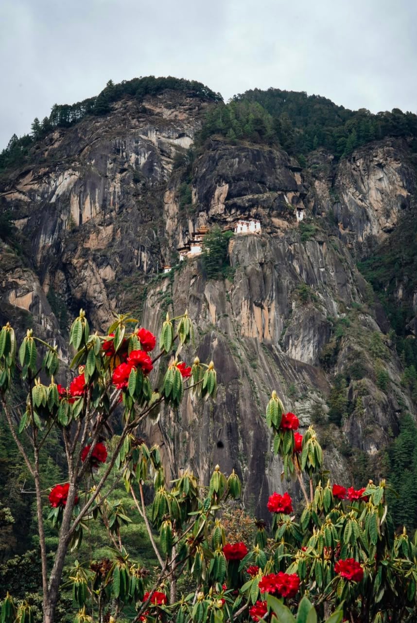 Tiger's Nest with Red Rhododendrons