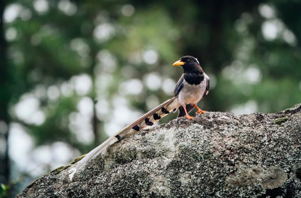 Yellow-billed Magpie on a Rock