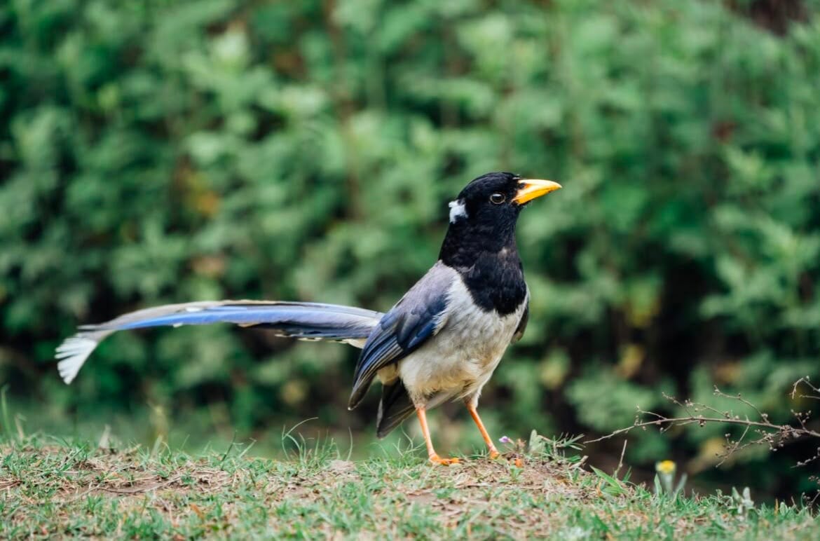 Yellow-billed Blue Magpie